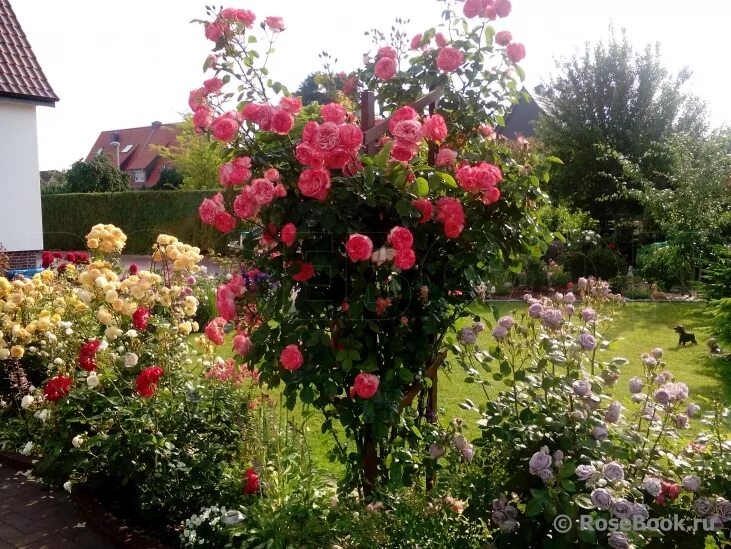 антик antike плетистая роза. фото плетистой розы антик. роза антик роза антик. роза антик плетистая. роза антик плетистая.