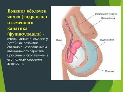 Әйел бодибилдер клитор форумы