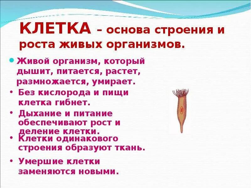 Как происходит рост органов растения. Живые клетки питаются растут размножаются и. рост живой клетки. что лежит в основе роста организмов. опыт по строению живого организма.
