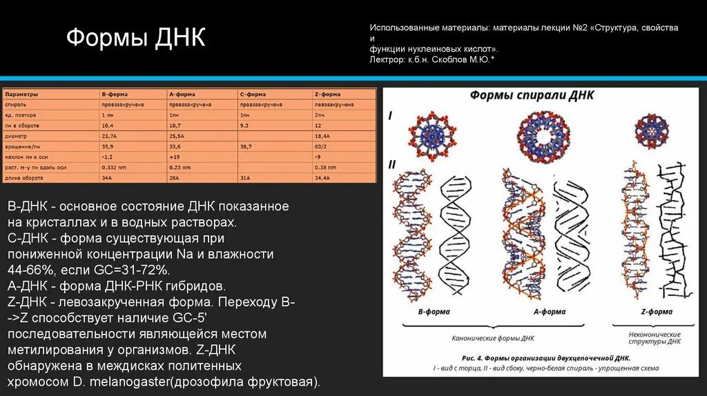 Днк это какие данные. Формы структуры ДНК. Характеристики β-формы ДНК. B форма ДНК параметры. Структура двойной спирали ДНК.