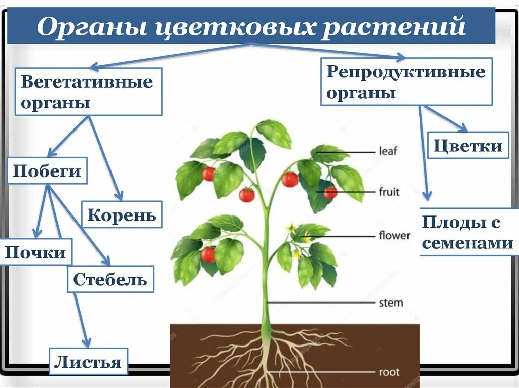 Установите соответствие корень лист. Вегетативные органы цветковых растений. Органы цветкокого растения. Органы растений и их строение. Органы цветковых растений схема.