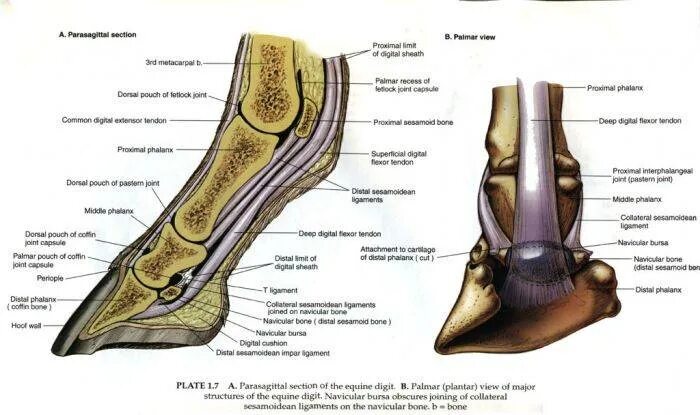 Строение рогового башмака копыта. Подошва копыта лошади строение. Строение копыта лошади. Строение конечностей копытных. Анатомическое строение копыта.