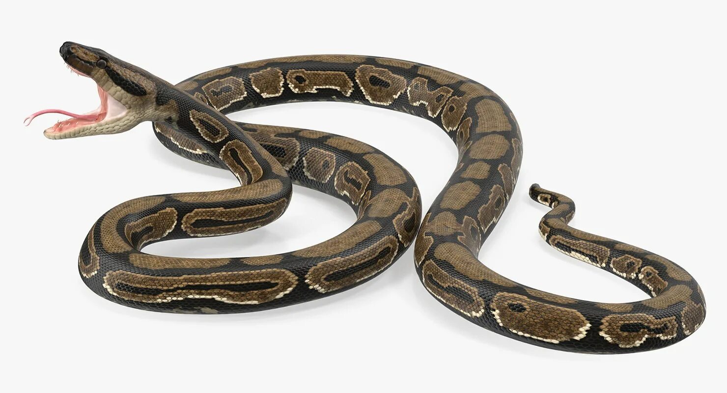 Snake project