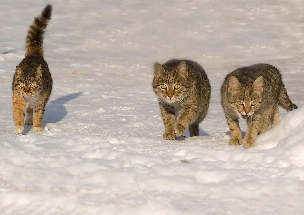 Животные чуть чуть. Кот идет. Кошки идут друг за другом.