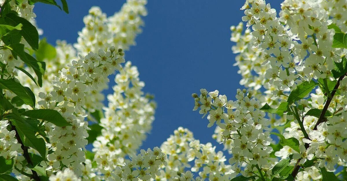 Цветущая черемуха дерево. Цветущая черемуха дерево. Цветущая черемуха. Цветение черёмухи. Майская черемуха.