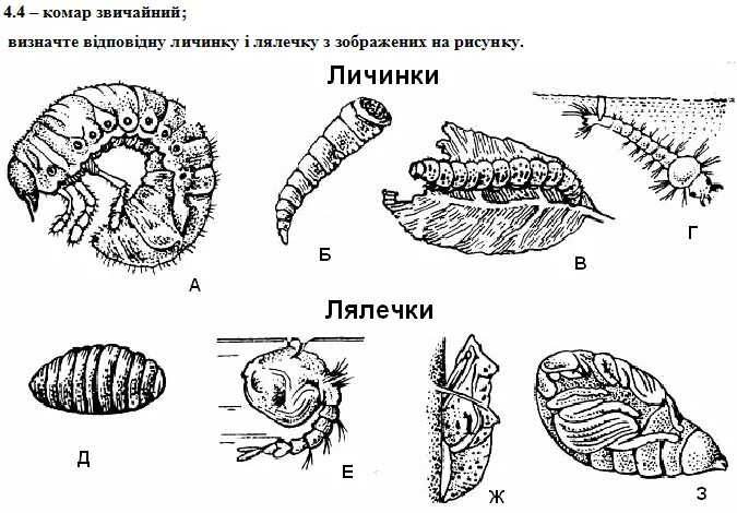 Типы личинок насекомых. Имагообразные личинки. Личинка куколка. Личинка рисунок.