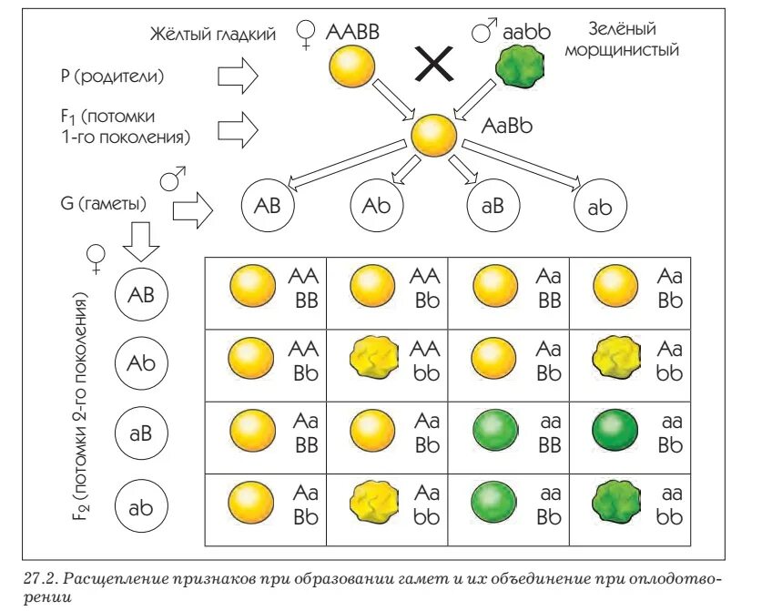 Законы Менделя ЕГЭ. AABB X AABB скрещивание. Скрещивание AABB AABB схема. AABB гаметы.
