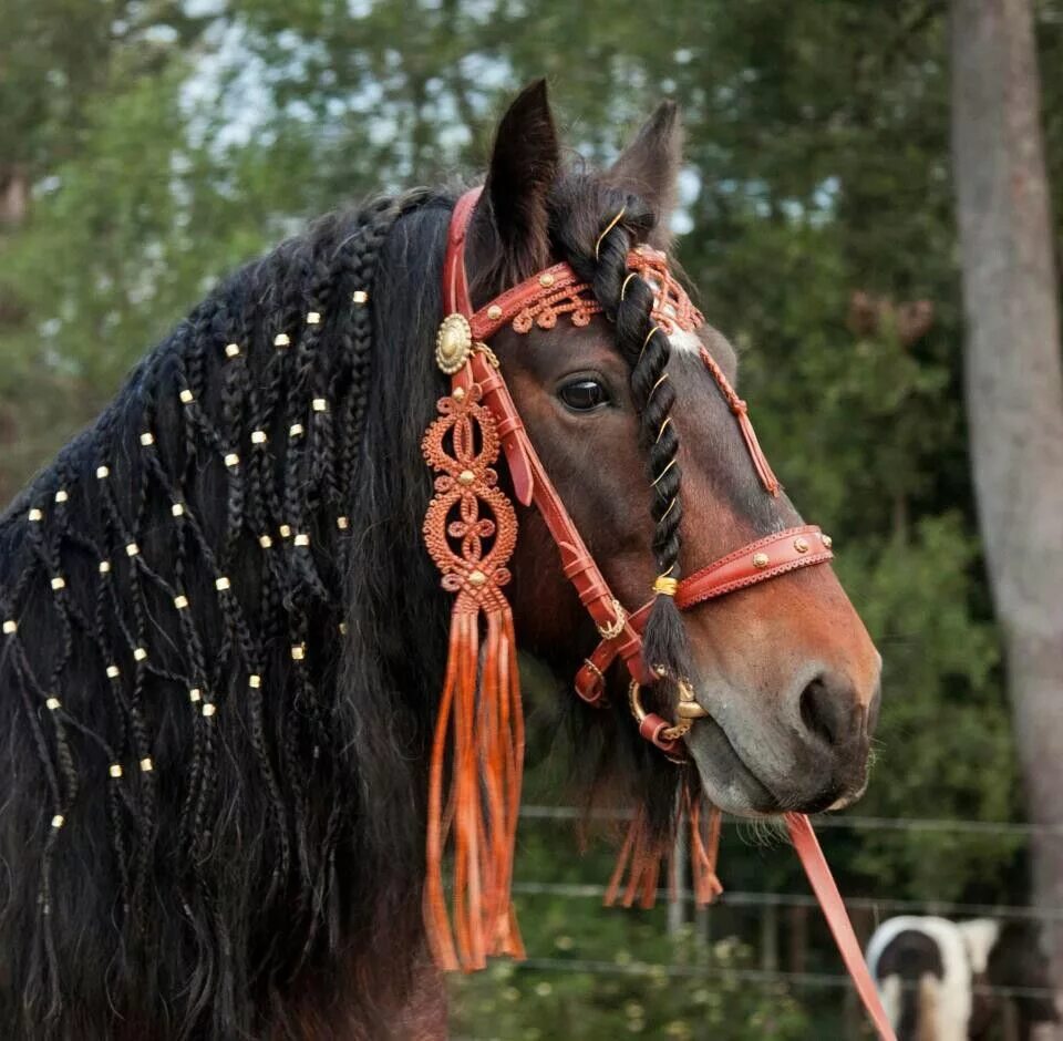 Horse hair. Украшения для лошадей. Украшение коня. Украшенные лошади. Прически для лошадей.