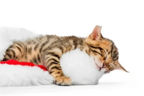 Кошка во сне для женщины
