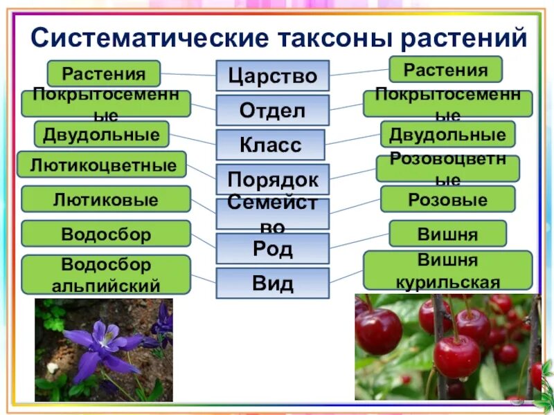 Систематические таксоны расте. Таксоны царства растений. Систематика таксонов растений. Систематическме такмоны. Понятия систематики