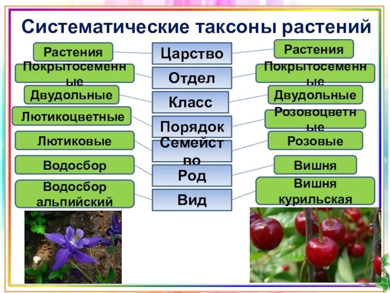 Систематическая категория животных начиная с наименьшей. Систематические таксоны расте. Таксоны царства растений. Систематика таксонов растений. Систематическме такмоны.