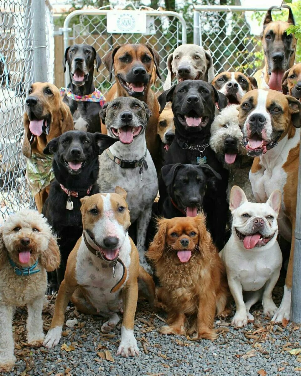 Лабрадор ретривер. Золотистый ретривер щенки мно. Кавалер кинг чарльз спаниель щенки новорожденные. Разные породы собак. Много собак.