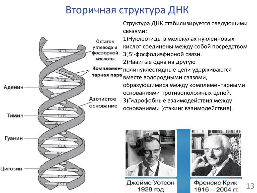 Фрагмент молекулы ДНК вторичной структуры. Первичная и вторичная структура ДНК схема. Первичная структура ДНК функции. Первичная структура ДНК кратко.