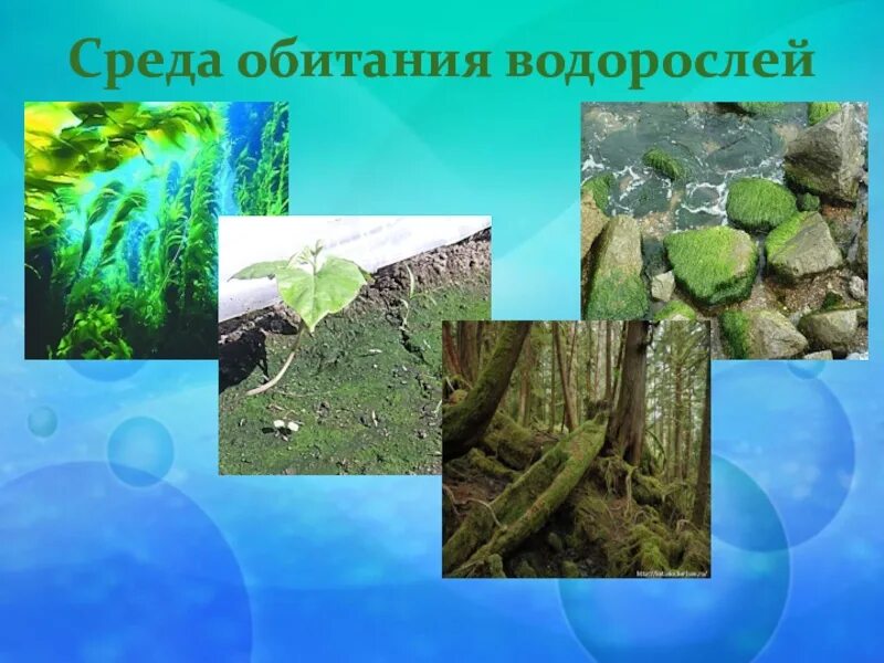 Приспособления для жизни у водорослей. Диатомовые водоросли среда обитания. Среда обитания водорослей 5 класс. Водоросль ламинария среда обитания. Местообитание водорослей.