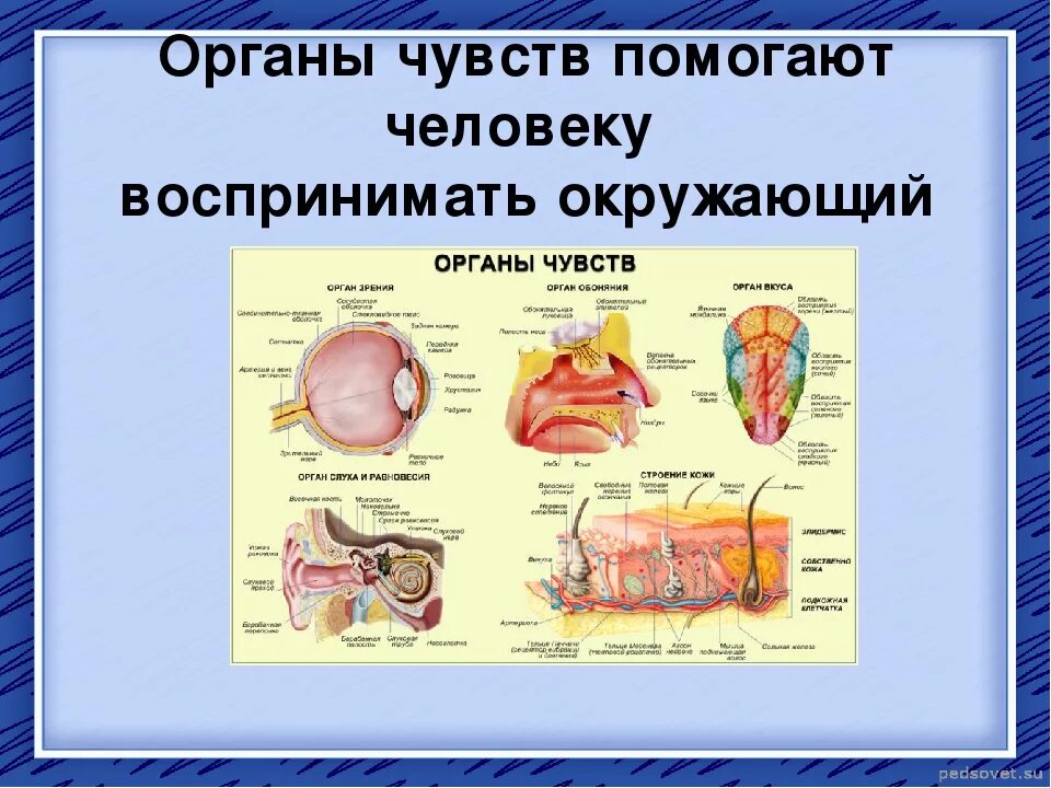 Органы чувств человека биология