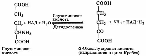 Для чего нужна глутаминовая кислота. Глутаминовая кислота формула.