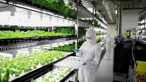 Plant завод