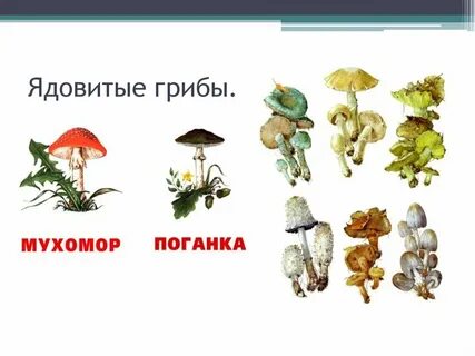 Ядовитые грибы картинки для детей