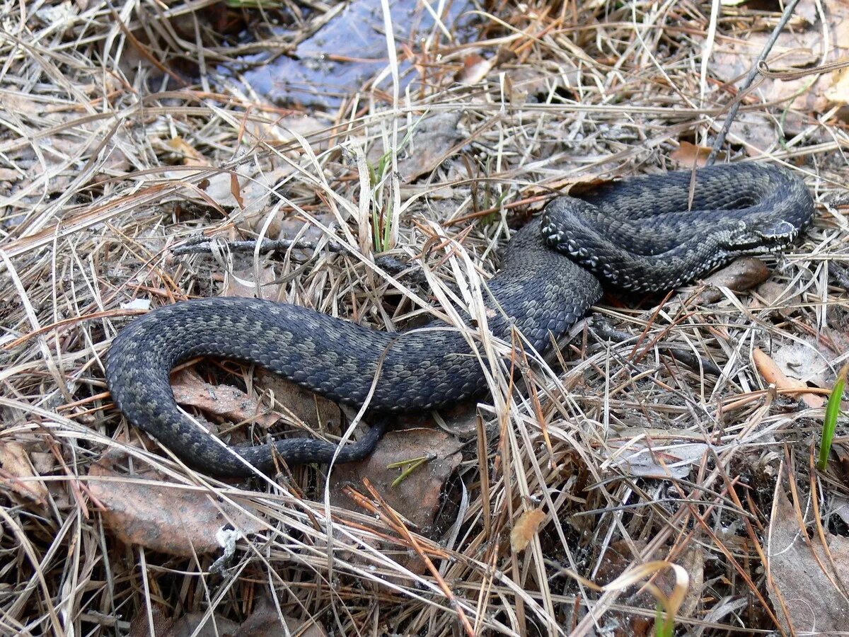 Желтобрюхий полоз (Dolichophis caspius). Гадюка обыкновенная черная. Гадюка в Ивановской области. Гадюка Подмосковная.