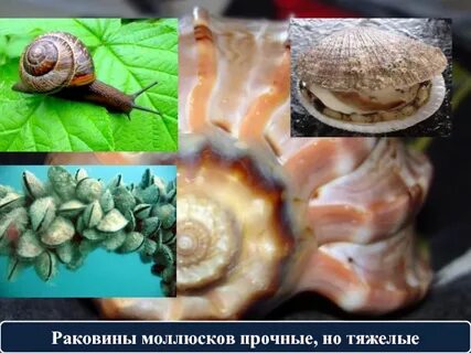 Биология 5 класс с ракушкой