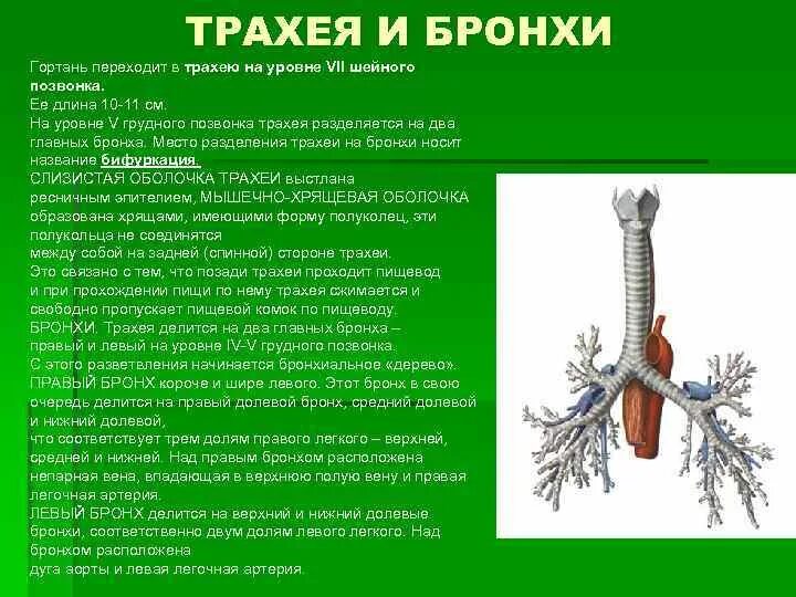 Функции трахеи. Строение трахеи и бронхов. Строение горло трахея бронхи. Строение гортани трахеи бронхов. Строение и функции бронхов.