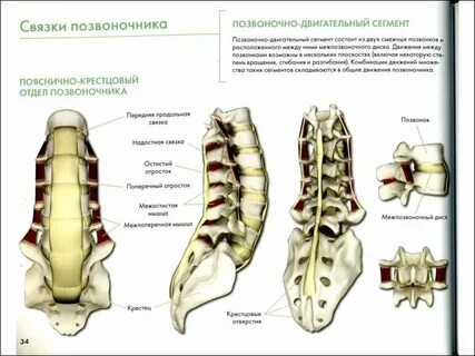 4 позвонок поясничного отдела