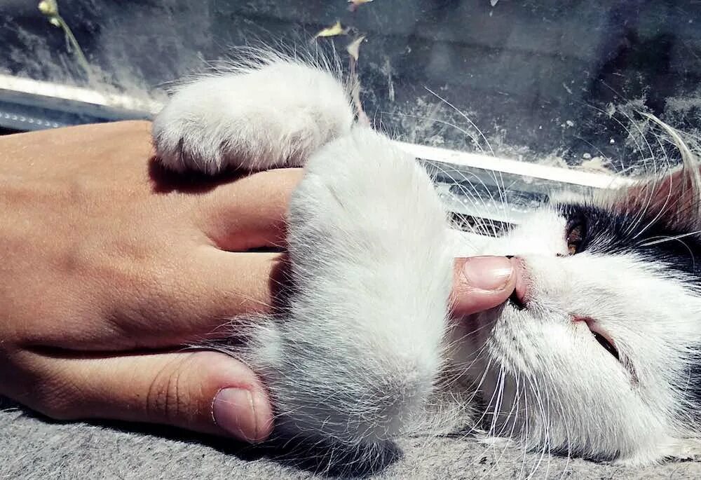Мокрый нос у кота. Кошачьи носы — это пуговицы, которыми к миру пристёгивается нежность. Магические когти кошки. Самое нужное для кошек. Как почистить нос коту.