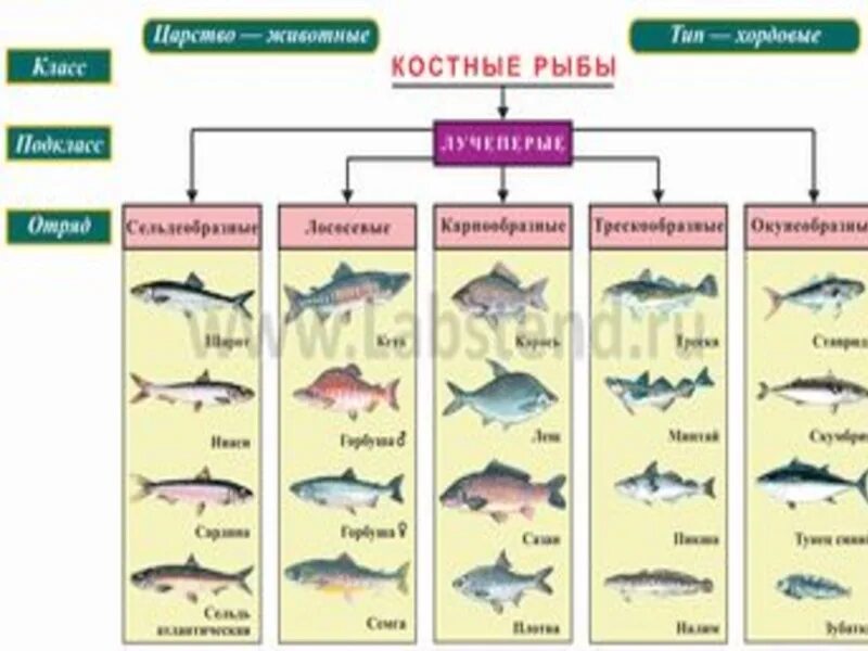 Класс рыбы характеристика 7 класс