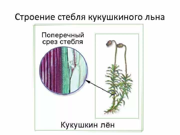 Строение мха Кукушкин лен. Строение мха Кукушкина. Кукушкин мох строение. Каулидий кукушкиного льна.