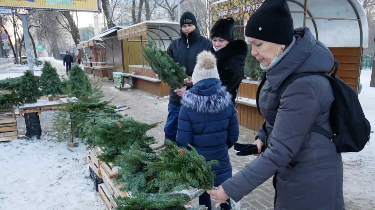 Хвойная выборы. Елочный базар Воронеж. Воронеж елочные базары 2021. Ёлочный базар метро. Елочные базары Ростов на Дону.