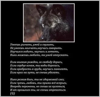 Одинокий волк песня слова