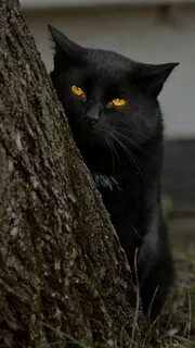 S black cat
