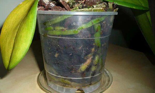 Орхидея фаленопсис пожелтели листья. Пожелтели листья у орхидеи. Желтеют листья у орхидеи причины. Желтеют листья у орхидеи фаленопсис. Желтеют листья у орхидеи причины.