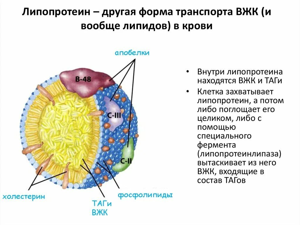 Липопротеин структура. Липопротеиды строение. Липопротеины строение. Строение частицы липопротеина.