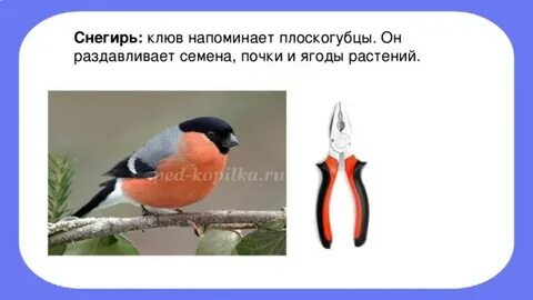 Объяснение слова снегирь