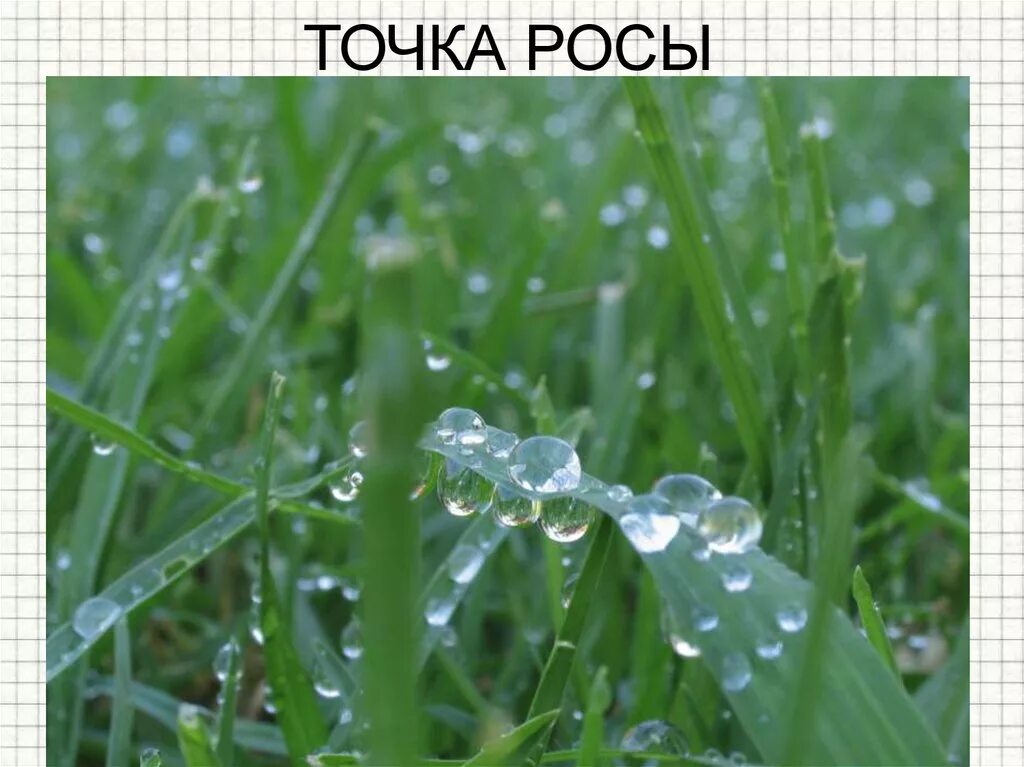Толстой какая бывает роса. Какпябывает роса на травес. какая бывает роса на траве. толстой роса на траве. биоиндикация картинки.