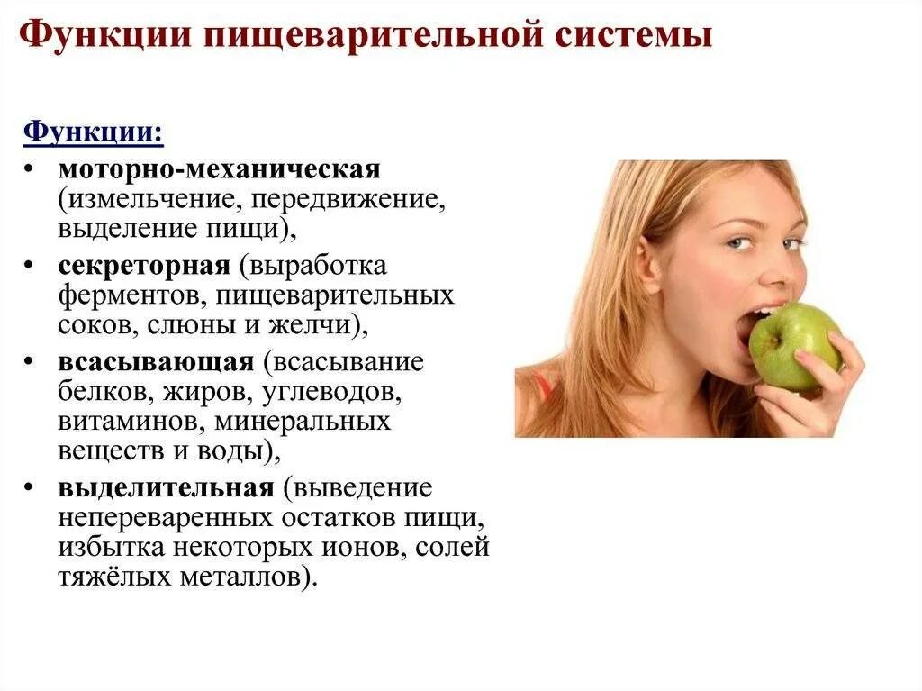 К функции пищеварительной системы относится. Функции пищеварения. функциипищеврительной системы. функции системы пищеварения. функции пищеварительной системы человека.