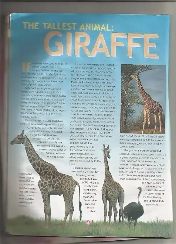 Жираф торникрофта. Рост жирафа. The giraffe is the tallest animal in the world. Giraffes are the tallest living animals ответы. Land animals.