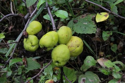Плод японская