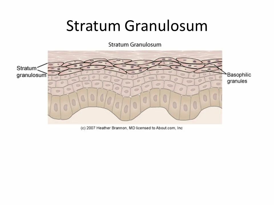 Stratum перевод. Stratum перевод