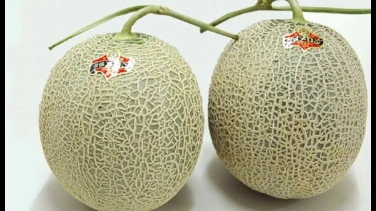 Дорогая дыня. Yubari King Melon. Дыня Юбари. Юбари Кинг дыня. Японская дыня Юбари.