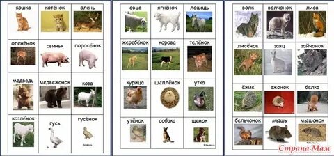 Таблица домашние животные