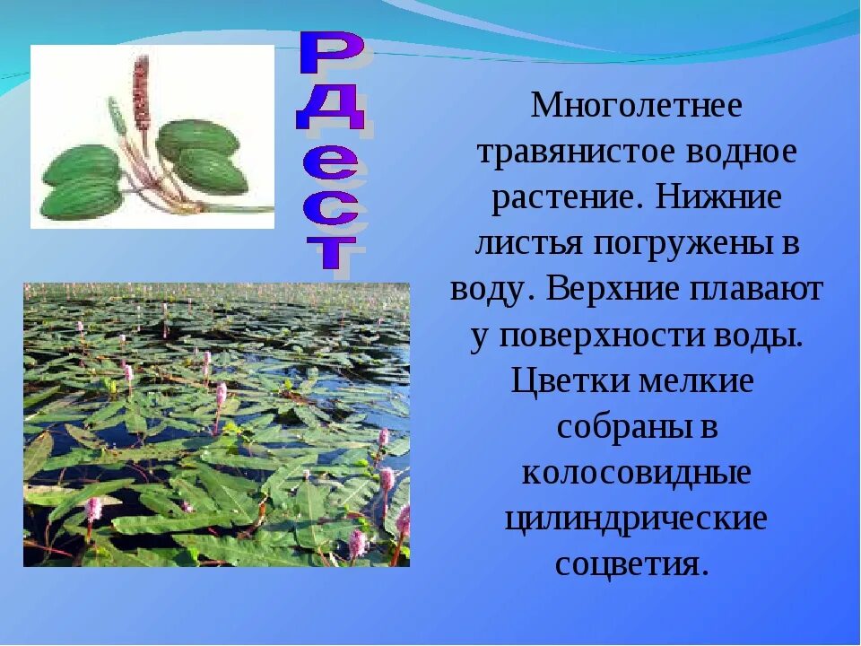 Растения пресных вод. Жизнь в пресных Водах растения. Растения пресных водоемов. Растения которые обитают в водоемах. Укажите растения водоемов