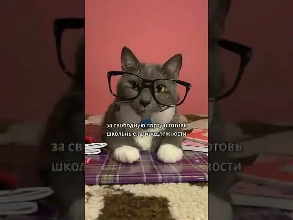 Если бы котики ходили в школу. Если бы котики ходили в школу мультик. Принесли кота в школу. Если бы котики  в  школу