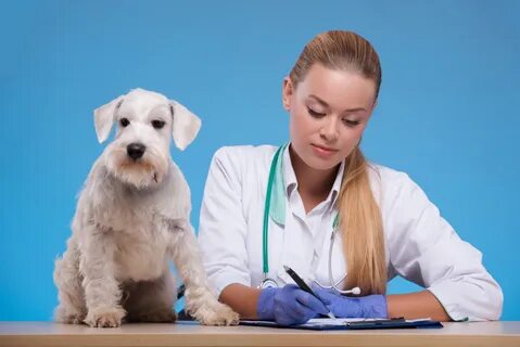 Ветдиетолог для собак