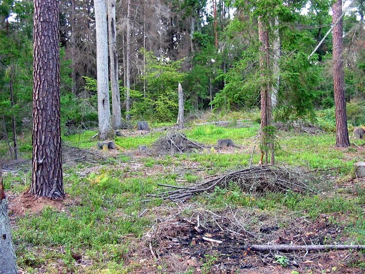 никольский леспромхоз вологодская область. вырубка лесов. место рубки. рубка лесных насаждений. лес.