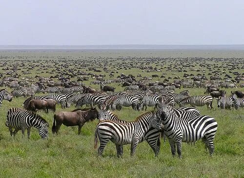 The serengeti is a vast ecosystem