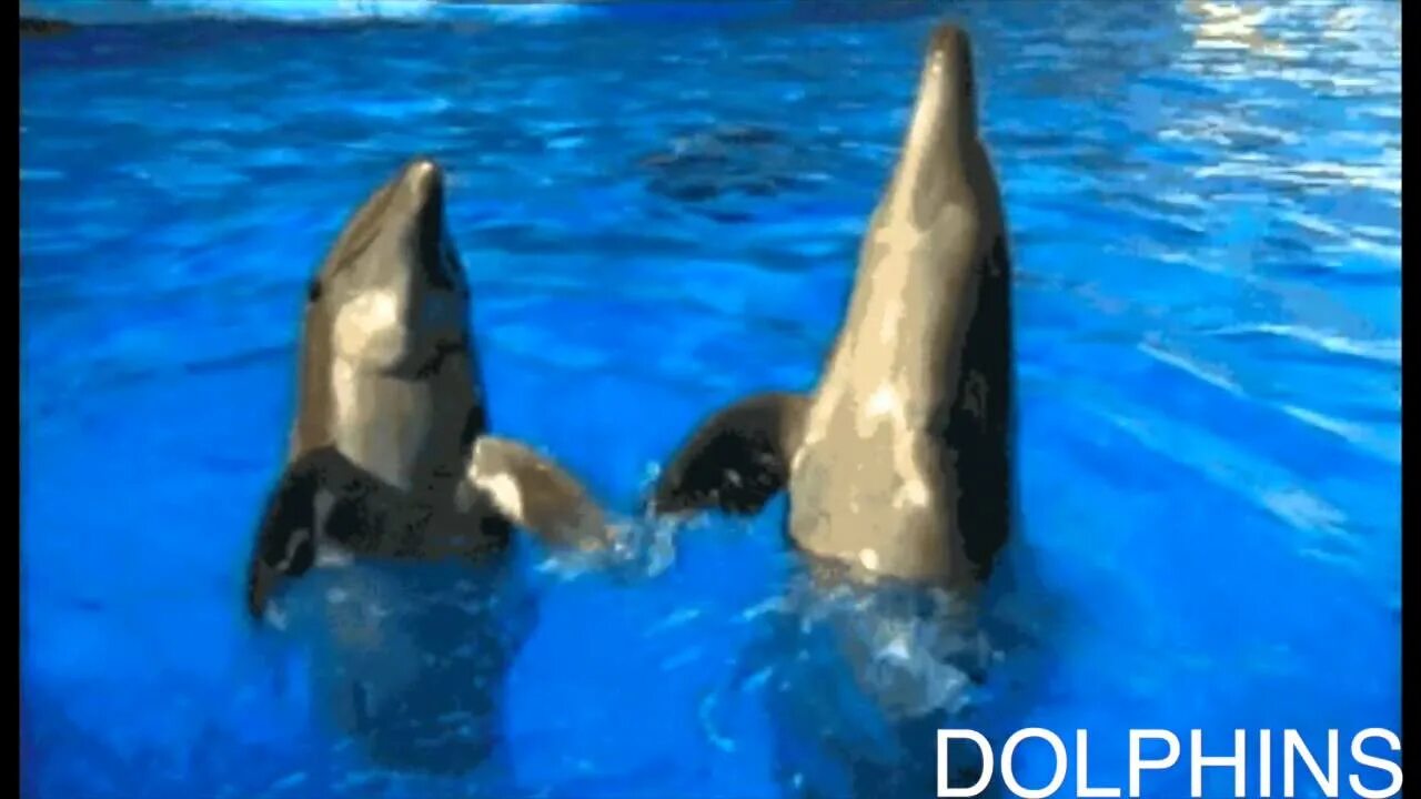 Дельфины с удовольствием разучивают и выполняют разные. Дельфин гифки. Дельфины гифы. Дельфины гифка. Дельфины анимация.