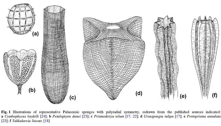 Тип губки обыкновенные. Губка симметрия. Euplectella aspergillum. Губка симметрия. Губка симметрия.