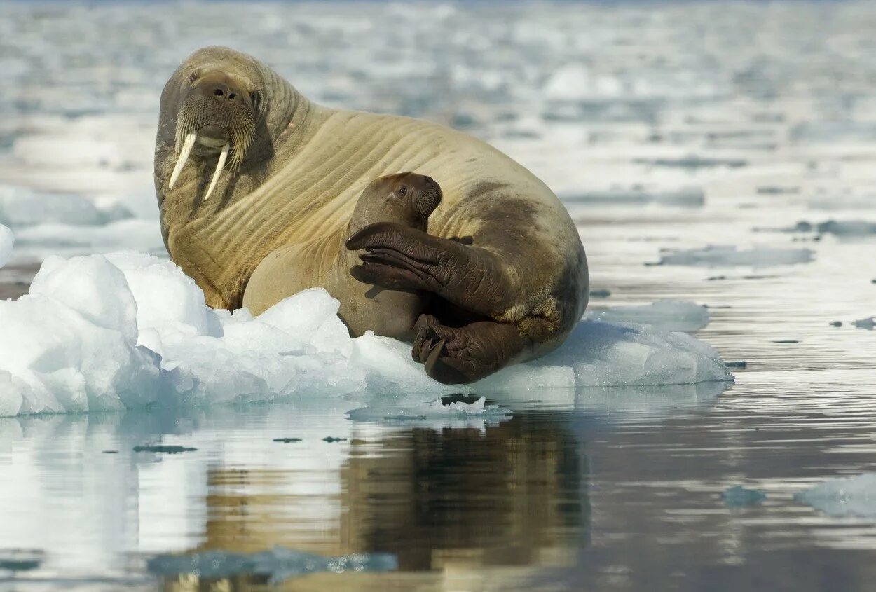 Моржи Северной Америки. Лаптевский морж. Северный полюс морж. Моржи в тундре